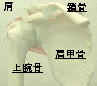 肩