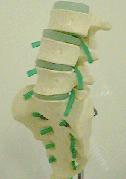 lumbar model